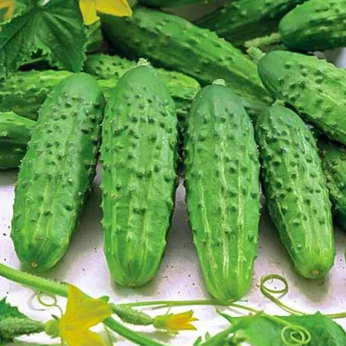 Огурец Буян F1 Уральский дачник изображение 1 артикул 82808