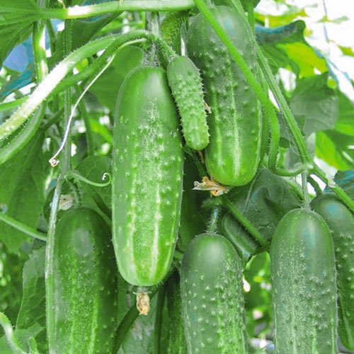 Огурец Чародей F1 Уральский дачник изображение 1 артикул 74206