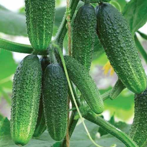 Огурец Диво дивное F1 изображение 1 артикул 71756