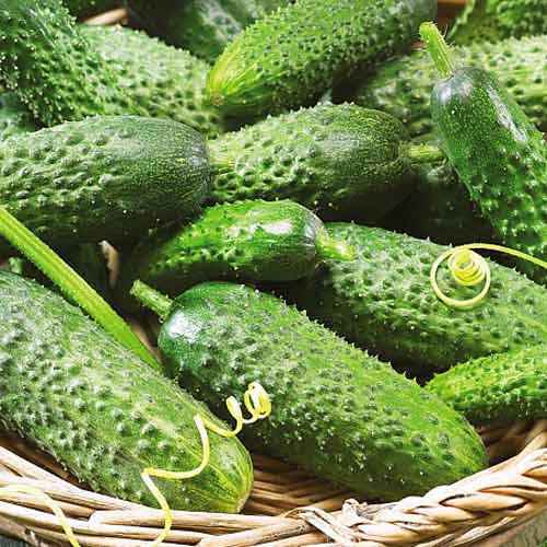Огурец Добрыня F1 изображение 1 артикул 66637