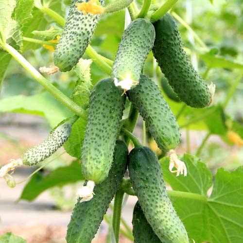 Огурец Доминатор F1, семена изображение 1 артикул 65745