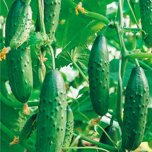 Огурец Емеля F1 артикул фото 1 Огурец Емеля F1 изображение 1 артикул 71757
