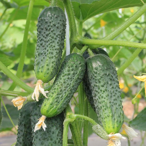 Огурец Фруктовый F1 Уральский дачник изображение 1 артикул 83125