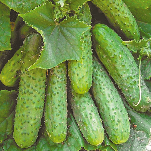 Огурец Германика F1 Premium Seeds изображение 1 артикул 83781