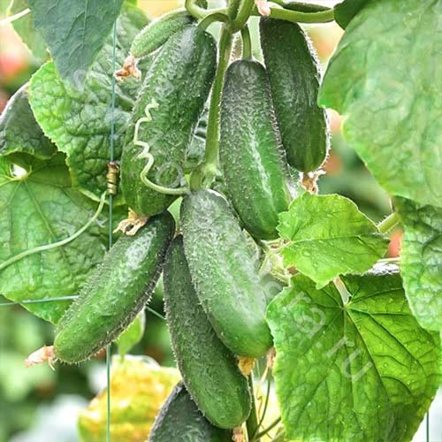 Огурец Хоббит F1 Русский огород НК изображение 1 артикул 71968