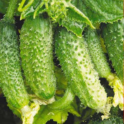 Огурец Капитошка F1, семена изображение 1 артикул 66327