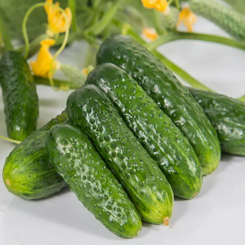 Огурец Артист F1 Уральский дачник изображение 1 артикул 74208