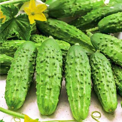 Огурец-корнишон Дамский каприз F1, семена изображение 1 артикул 65137