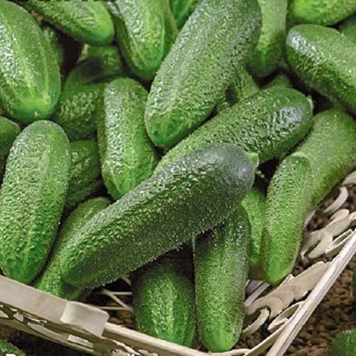 Огурец Мини-мини F1 Уральский дачник изображение 1 артикул 78425