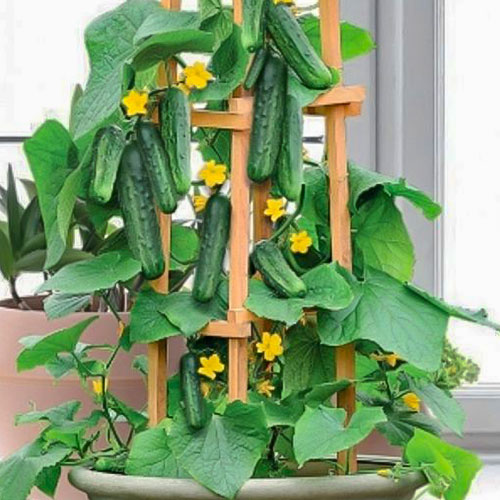 Огурец Красавчик Хикмет F1 Уральский дачник изображение 1 артикул 74194