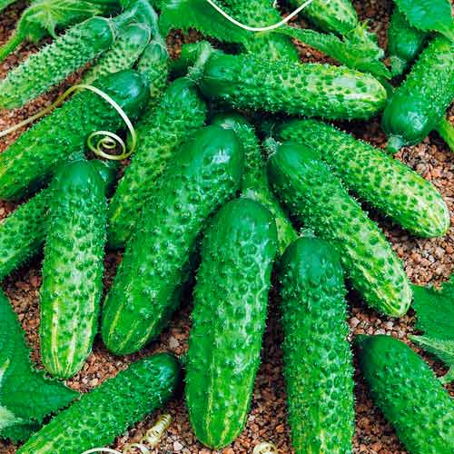 Огурец Крепыш F1 артикул фото 1 Огурец Крепыш F1 изображение 1 артикул 71842