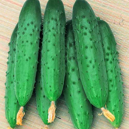Огурец Крестьянка F1, семена изображение 1 артикул 65380