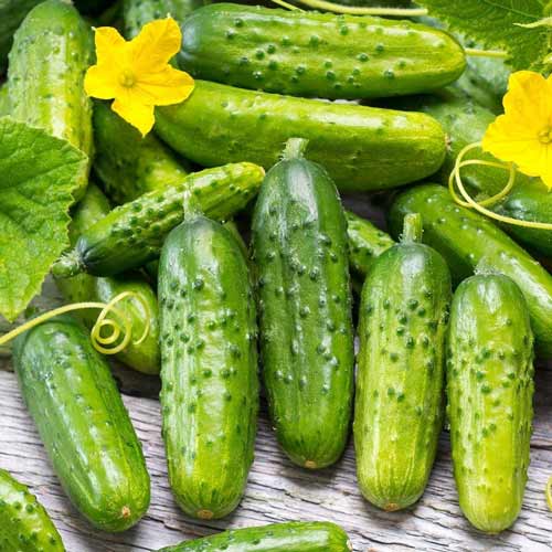 Огурец Кубанец F1 артикул фото 1 Огурец Кубанец F1 изображение 1 артикул 69798