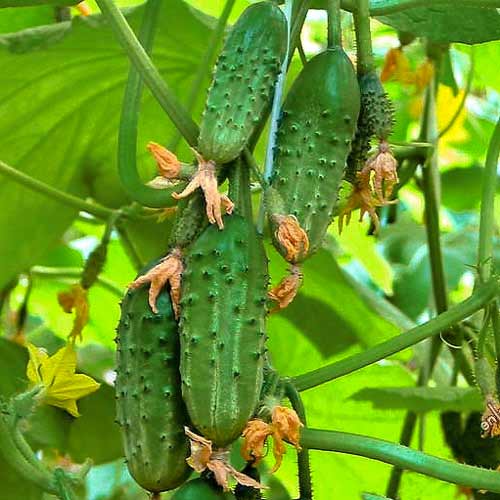 Огурец Любимый малыш Седек изображение 1 артикул 65132