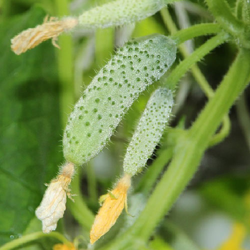 Огурец Маленький проказник F1 Уральский дачник изображение 1 артикул 83120