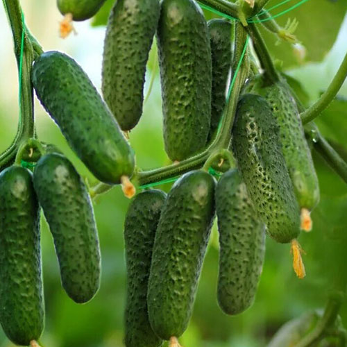 Огурец Матвейка F1 Premium Seeds изображение 1 артикул 83790