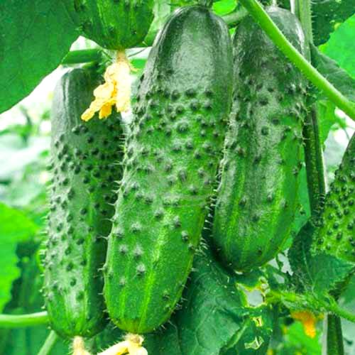 Огурец Миллионер F1 Уральский дачник изображение 1 артикул 74195