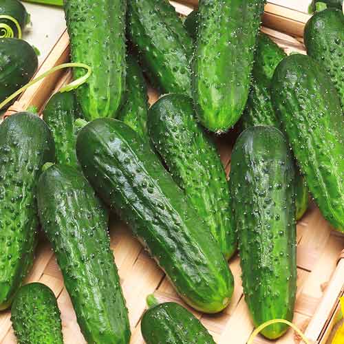 Огурец НовоСибирский корнишон изображение 1 артикул 71044