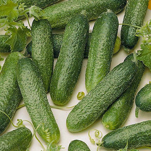 Огурец Отличник F1 Уральский дачник изображение 1 артикул 83065