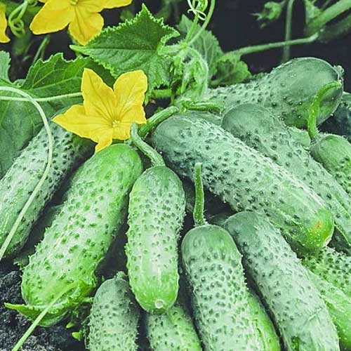 Огурец Пасадена F1 изображение 1 артикул 81188