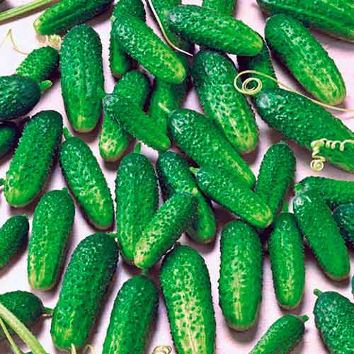 Огурец Пасамонте F1 изображение 1 артикул 71392