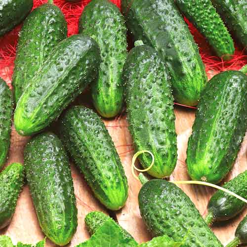 Огурец Петербургский экспресс F1 изображение 1 артикул 71779