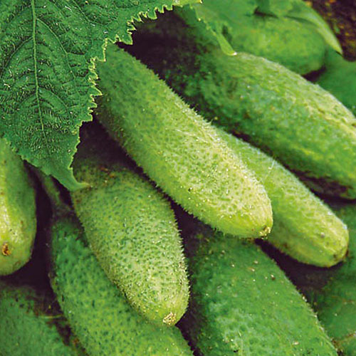 Огурец Примадонна дачника F1 Уральский дачник изображение 1 артикул 83066