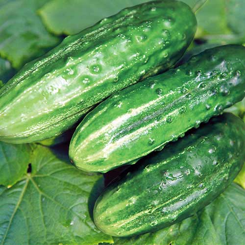 Огурец Романс F1 изображение 1 артикул 71846