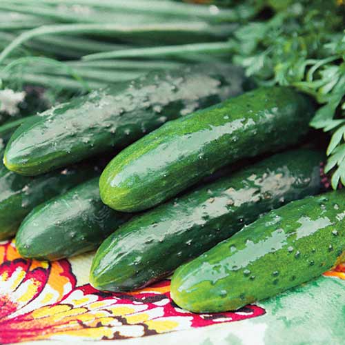 Огурец Салатный Суперранний F1 изображение 1 артикул 71759