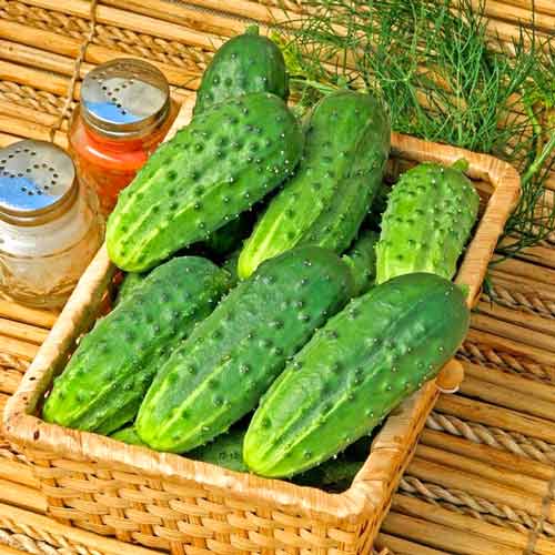 Огурец Сальери F1 изображение 1 артикул 71637