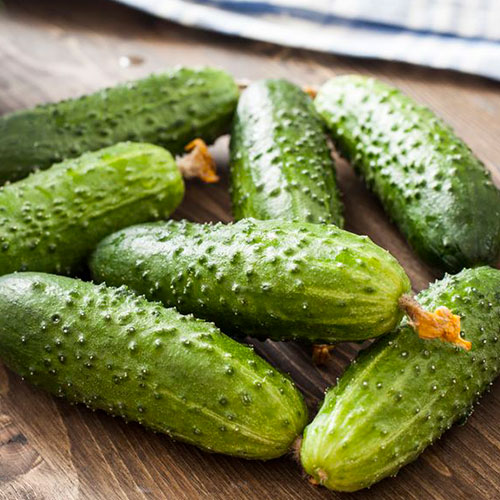 Огурец Санькина любовь F1 Уральский дачник изображение 1 артикул 78410