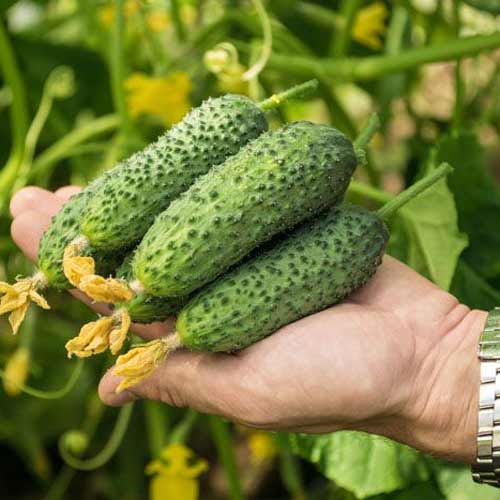 Огурец Сибирская грядка F1 артикул фото 1 Огурец Сибирская грядка F1 изображение 1 артикул 71761