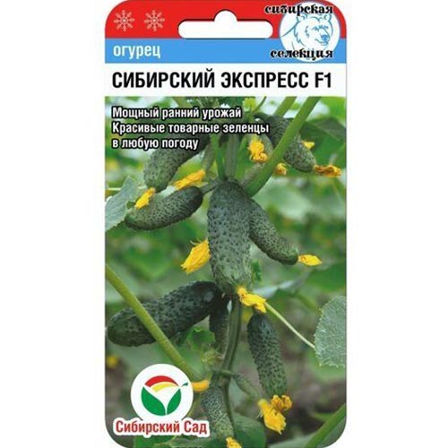 Огурец Сибирский экспресс F1 Сибирский Сад изображение 1 артикул 65400
