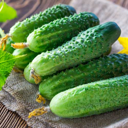 Огурец Сибирский кустовой изображение 1 артикул 71763