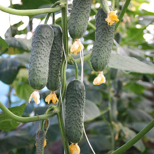 Огурец Сотник F1 артикул фото 1 Огурец Сотник F1 изображение 1 артикул 69801