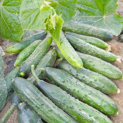 Огурец Старый Арбат F1, семена изображение 1 артикул 94613