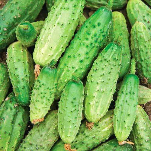 Огурец Светлячок, семена изображение 1 артикул 66331