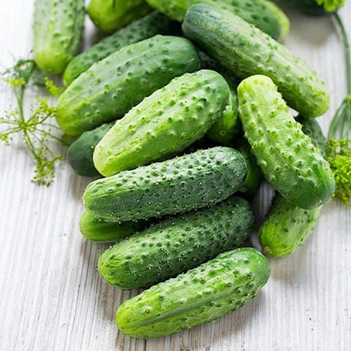 Огурец Тещин засол F1 Уральский дачник изображение 1 артикул 83069