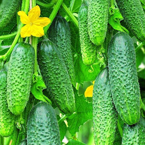 Огурец Толян F1 Уральский дачник изображение 1 артикул 83123