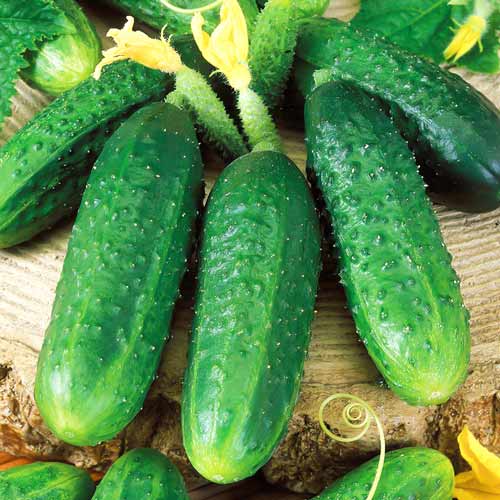 Огурец Южный изумруд F1 изображение 1 артикул 71046