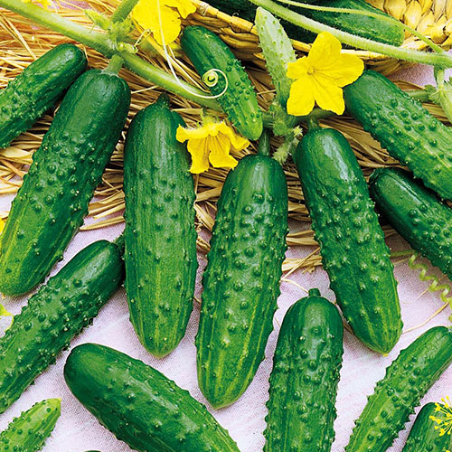 Огурец Ультраскороспелый Уральский дачник изображение 1 артикул 83071