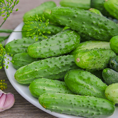 Огурец Уральский пикуль Уральский дачник изображение 1 артикул 83072