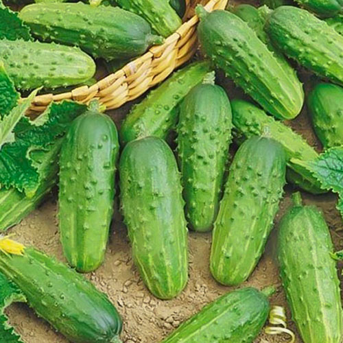 Огурец Верность F1 Уральский дачник изображение 1 артикул 78409