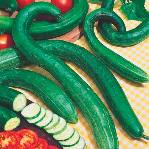 Огурец Зеленый змей F1, семена изображение 1 артикул 65928