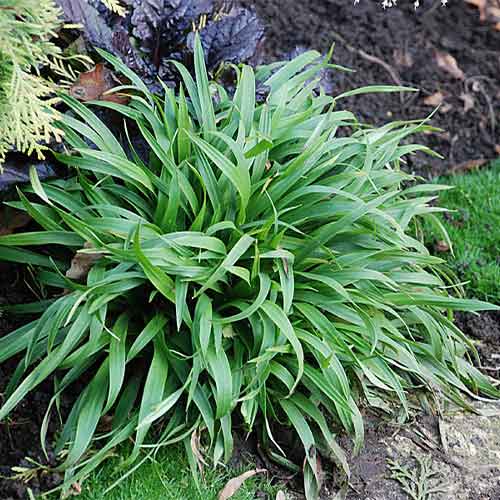 Ожика лесная изображение 1 артикул 01387