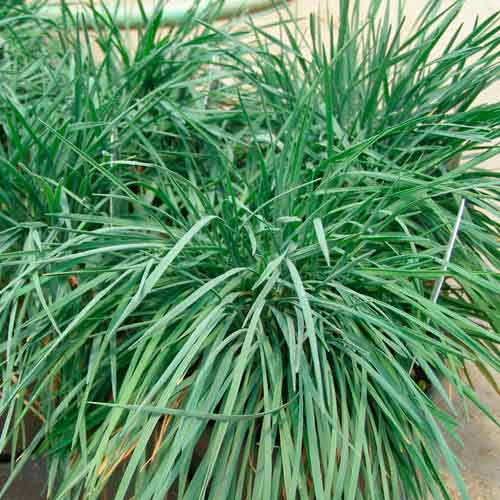 Ожика снежно-белая Люциус, семена артикул фото 1 Ожика снежно-белая Люциус, семена изображение 1 артикул 66307