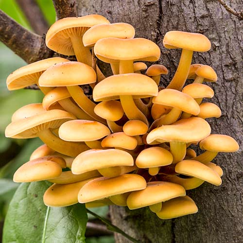 Опенок зимний изображение 2 артикул 9736