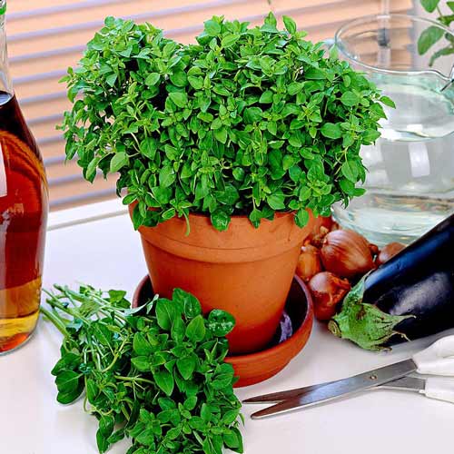 Орегано Пиканто артикул фото 1 Орегано Пиканто изображение 1 артикул 74010