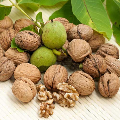 Орех грецкий Скороплодный изображение 1 артикул 7014