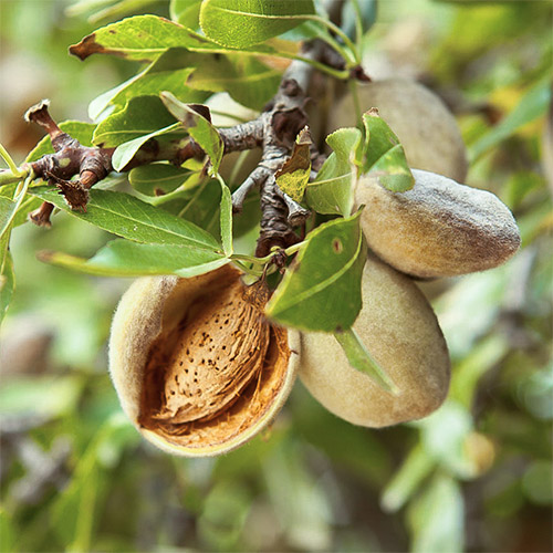 Миндаль Десертный изображение 2 артикул 7426